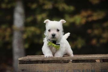 Westy, West Highland White Terrier, met gezondheidsstamboom  beschikbaar voor biedingen