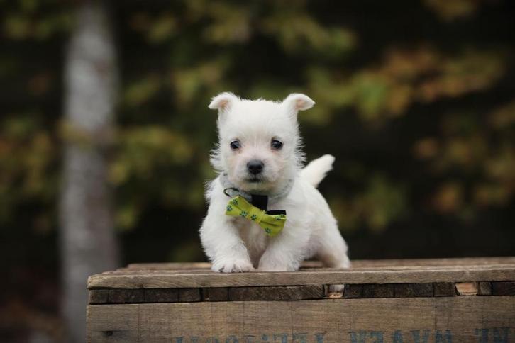 Westy, West Highland White Terrier, met gezondheidsstamboom, Dieren en Toebehoren, Honden | Jack Russells en Terriërs, Teef, Overige rassen