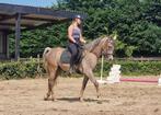 Superbe hongre pur-sang arabe monté de 3 ans, grande taille, Animaux & Accessoires, Hongre, Débourré, Moins de 160 cm, Vermifugé