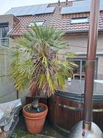 Chamaerops humilis Cerifera, Tuin en Terras, Ophalen