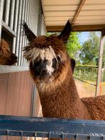 Alpaca’s te koop, Dieren en Toebehoren, Mei, Meerdere dieren