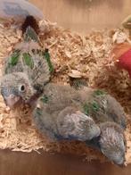 Conures molinae eam A RESERVER