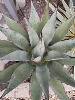 agave parryi, Enlèvement ou Envoi