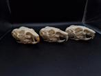 Schedel chinchilla (3), Verzamelen, Ophalen of Verzenden, Nieuw, Overige soorten, Schedel