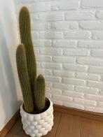 Cactus cereus in disign bloempot., Huis en Inrichting, Kamerplanten, Ophalen, Cactus
