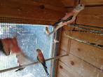 Opaline bourke