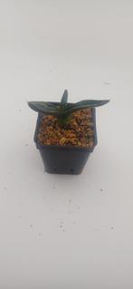 agave titanota, Huis en Inrichting, Vetplant, Ophalen of Verzenden, Minder dan 100 cm, Volle zon