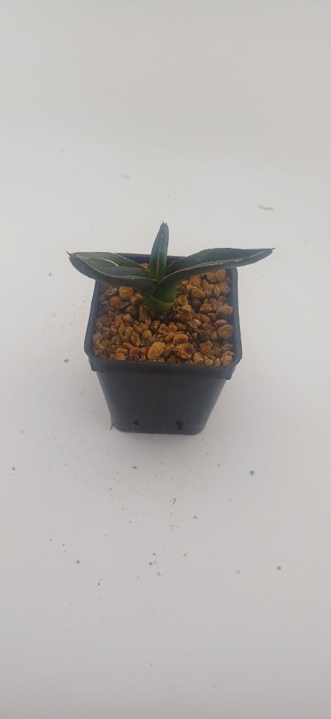 agave titanota, Huis en Inrichting, Kamerplanten, Vetplant, Minder dan 100 cm, Groene kamerplant, Volle zon, Ophalen of Verzenden
