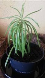 Echange bouture senecio hymalaya, Maison & Meubles, Plantes d'intérieur, Enlèvement, Plante succulente