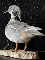 Ik ZOEK koppel Carolina eenden zilver, Dieren en Toebehoren, Meerdere dieren, Eend