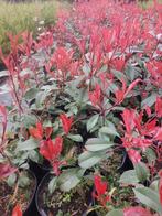 Photinia ou néflier rouge, Jardin & Terrasse, Moins de 100 cm, Enlèvement, Autres espèces, Haie