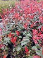 Photinia of rode glansmispel, Tuin en Terras, Planten | Struiken en Hagen, Ophalen, Overige soorten, Haag, Minder dan 100 cm