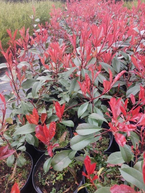 Photinia of rode glansmispel, Tuin en Terras, Planten | Struiken en Hagen, Haag, Overige soorten, Minder dan 100 cm, Ophalen