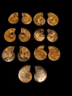 Paire de cléonicères d'ammonites découpées de Madagascar 4 c, Enlèvement ou Envoi, Fossile