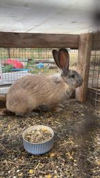 Duitse reus, Dieren en Toebehoren