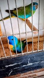 parkieten, Dieren en Toebehoren, Vogels | Parkieten en Papegaaien, Meerdere dieren, Parkiet