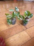 Baby pothos n’joy, Huis en Inrichting, Kamerplanten, Ophalen