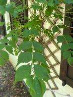 Klimplant (type Wisteria), Tuin en Terras, Ophalen, Overige soorten, Halfschaduw, 100 tot 250 cm