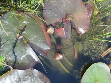 waterlelies  beschikbaar voor biedingen