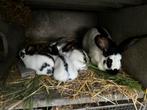 Reuze vlinder konijnen, Dieren en Toebehoren, Konijnen