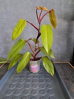 Philodendron painted lady nr 12, Ophalen