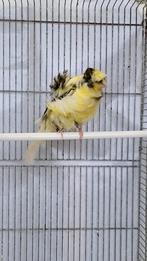 Agi 2025.koppel, Dieren en Toebehoren, Vogels | Kanaries