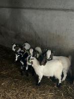6 mooie jonge bokjes geiten, Dieren en Toebehoren, Schapen, Geiten en Varkens, Mannelijk, Geit