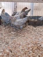 sabelpoot/Ukkelse baardkriel ACTIE 4+1 GRATIS, Dieren en Toebehoren, Vrouwelijk, Kip