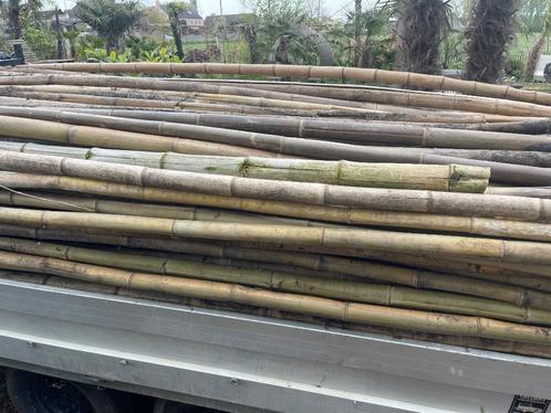 Dikke bamboepalen 2.5m tot 4.5m lengte, Jardin & Terrasse, Poteaux, Poutres & Planches, Neuf, Poteaux, 250 cm ou plus, Enlèvement