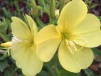 Evening Primrose, Enlèvement