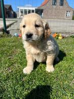 Golden retriever pups, Dieren en Toebehoren, Honden | Retrievers, Spaniëls en Waterhonden, Golden retriever, België, Reu, CDV (hondenziekte)