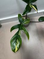 Philodendron Florida Beauty, Huis en Inrichting, Ophalen of Verzenden