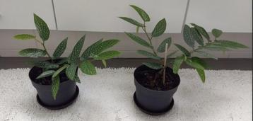 Stippenbegonia - Begonia maculata beschikbaar voor biedingen