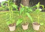 Helianthus strumosus - Sunroot (comestible), Jardin & Terrasse, Plantes | Jardin, Plein soleil, Herbes, Enlèvement ou Envoi, Été