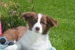 Border collie pups geboren in Belgie, België, 8 tot 15 weken, CDV (hondenziekte), Collie