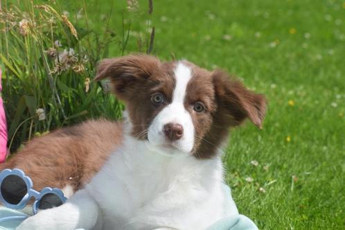 Border collie pups geboren in Belgie, Dieren en Toebehoren, Honden | Herdershonden en Veedrijvers, Meerdere dieren, Collie, Fokker | Professioneel