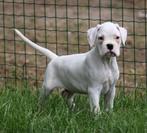 Boxer pup, Dieren en Toebehoren, Honden | Bulldogs, Pinschers en Molossers, België, CDV (hondenziekte), 8 tot 15 weken, Eén hond