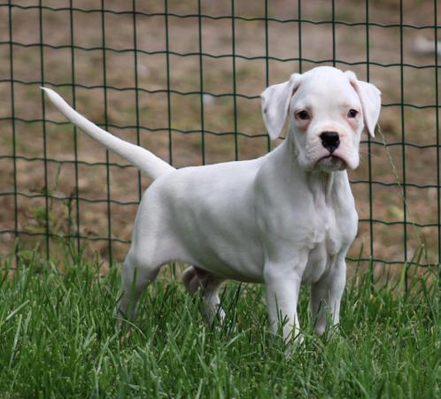 Boxer pup, Dieren en Toebehoren, Honden | Bulldogs, Pinschers en Molossers, Reu, Overige rassen, Fokker | Professioneel, Eén hond