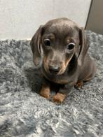 Kortharige blue&tan teckel pups, Dieren en Toebehoren, België, 8 tot 15 weken, Meerdere, Fokker | Professioneel