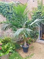 Palmier tropical d'intérieur, Jardin & Terrasse, Enlèvement ou Envoi
