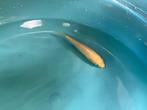 Koi - Yamabuki - 9,5 cm, Dieren en Toebehoren, Vissen | Vijvervissen, Karper of Koi