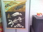 Schoolkaart dierkunde:De mol., Antiquités & Art, Antiquités | Cartes scolaires, Enlèvement ou Envoi, Nature et Biologie