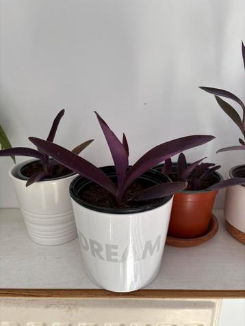 Tradescantia Pallida beschikbaar voor biedingen