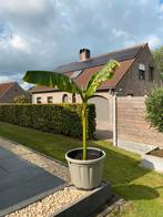 Bananenboom met pot, Tuin en Terras, Overige soorten, 100 tot 250 cm, Zomer, Ophalen