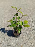 Camelia lady Campbell, Tuin en Terras, Ophalen of Verzenden, Lente, Vaste plant, Halfschaduw