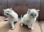 Ragdoll kittens, Chat, Vermifugé, 0 à 2 ans