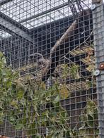 Grijze tok - Tockus nasutus, Dieren en Toebehoren, Vogels | Overige Vogels