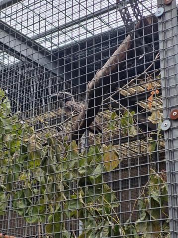 Grijze tok - Tockus nasutus  beschikbaar voor biedingen