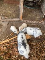 Cavia, Dieren en Toebehoren, Knaagdieren, September, Cavia
