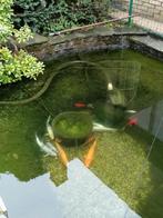 Vijvervissen te koop (+- 13 stuks), Dieren en Toebehoren, Vissen | Vijvervissen, Goudvis(sen)